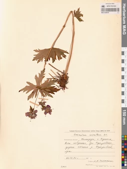 MAG 0020619