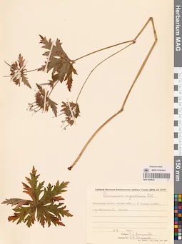 MAG 0020620