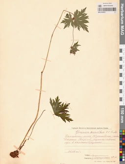 MAG 0020621