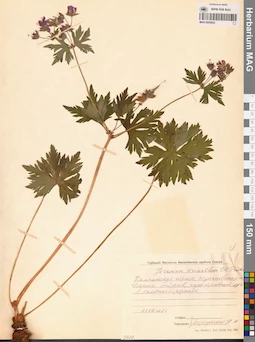 MAG 0020622