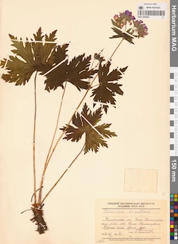 MAG 0020624