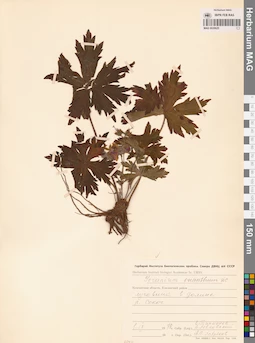 MAG 0020625