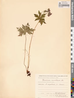 MAG 0020626