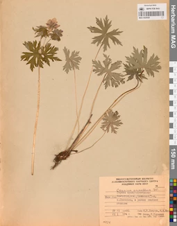 MAG 0020628