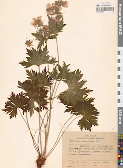 MAG 0020629