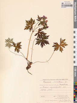 MAG 0020630