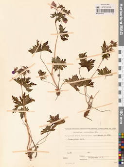 MAG 0020634