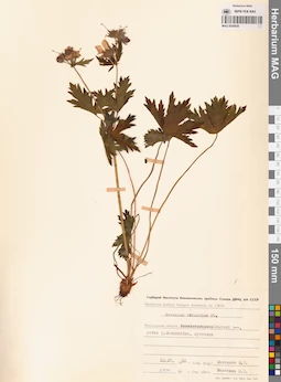 MAG 0020638