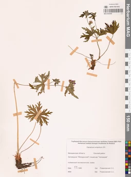 MAG 0022045
