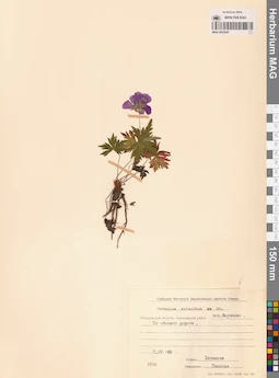 MAG 0022047