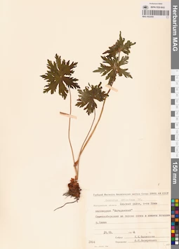 MAG 0022050