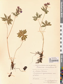 MAG 0022054