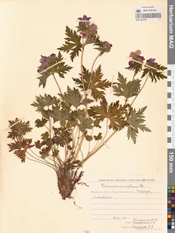 MAG 0022055