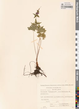 MAG 0022057