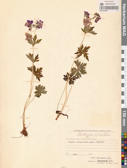 MAG 0022062