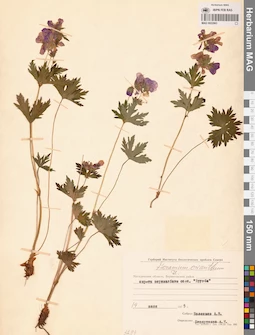 MAG 0022063
