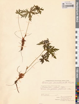 MAG 0022064