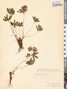 MAG 0022065