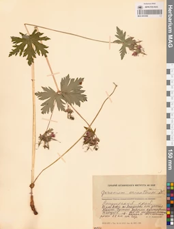 MAG 0022066