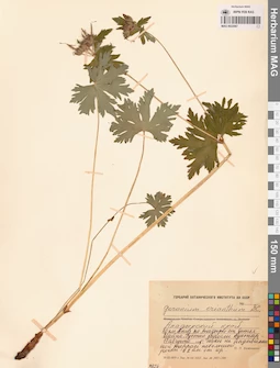 MAG 0022067
