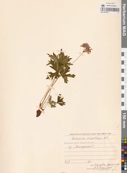 MAG 0022070