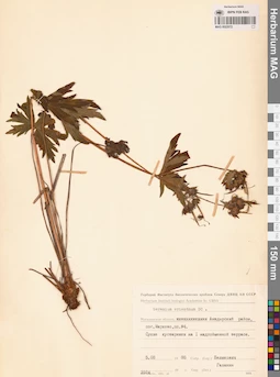 MAG 0022072