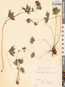 MAG 0022073