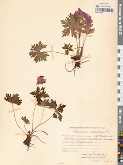 MAG 0022075