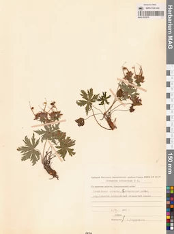 MAG 0022076