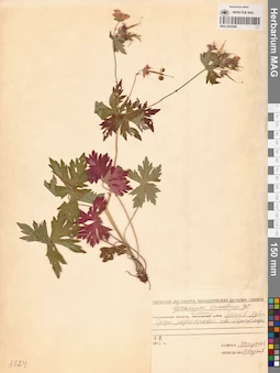 MAG 0022080