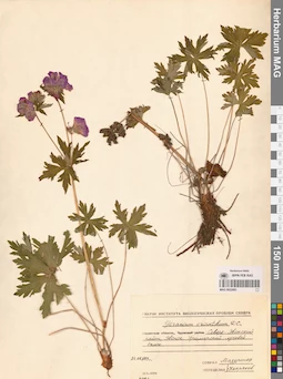 MAG 0022083