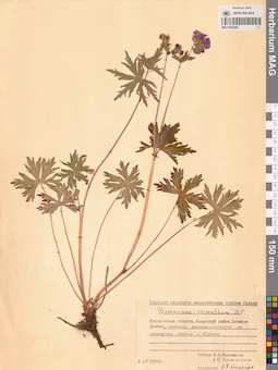 MAG 0022085