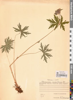 MAG 0022086