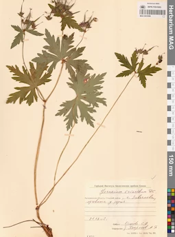 MAG 0022089
