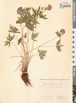 MAG 0022091