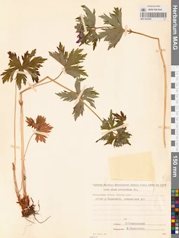 MAG 0022093