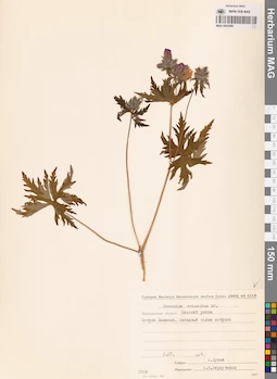 MAG 0022096
