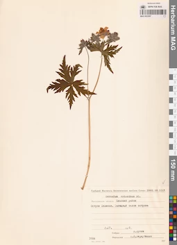 MAG 0022097