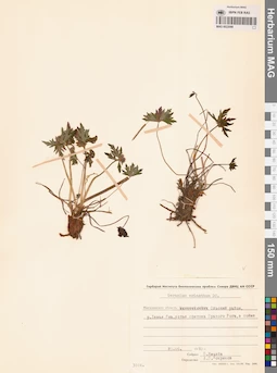 MAG 0022098