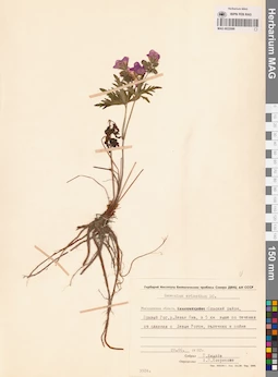 MAG 0022099