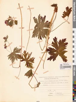 MAG 0022101
