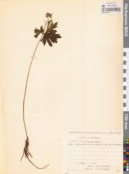 MAG 0022105