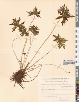 MAG 0022107
