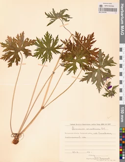 MAG 0022108