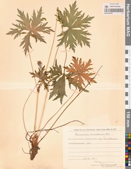 MAG 0022109