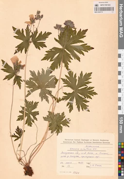 MAG 0022112