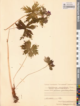 MAG 0022113