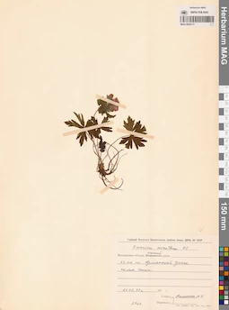 MAG 0022117