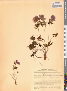 MAG 0022118