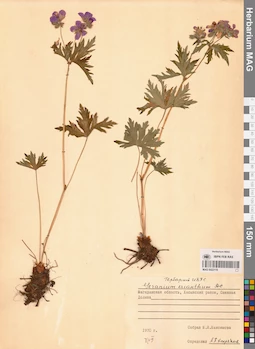 MAG 0022119